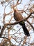 Gray go-away-bird, Corythaixoides concolor, is fairly common, Botswana