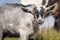 Gray goatling makes a smart a questioning look face