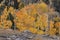 Gray and Gold, Boulders and Aspen