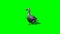 Gray goos eats 2 - green screen