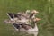 Gray goose anser anser family with four fledglings offspring