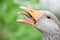 Gray goose head with open beak