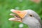 Gray goose head with open beak and fearful teeth closeup view