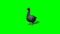 Gray goose idle 1 - green screen