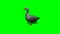 Gray goose idle 3 - green screen