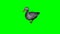 Gray goose idle 4 - green screen