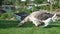 Gray goose pinching the grass near lake in park. Greylag geese is species of large