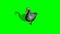 Gray goose walking 4 - green screen