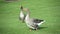 Gray goose walking along the grass in park. Greylag geese is species of large