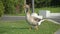 Gray goose walking along the road in park. Greylag geese is species of large