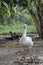 gray goose walking in farm at thailand