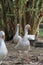 gray goose walking in farm at thailand