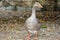 gray goose walking in farm at thailand