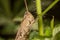 Gray grasshoper eating grass macro