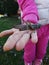 Gray grasshopper on child hand