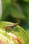 A gray grasshopper sitting on a host sheet