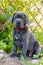 Gray Great Dane dog puppy outdoor