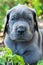 Gray Great Dane dog puppy portrait
