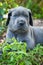 Gray Great Dane dog puppy portrait with blue eyes