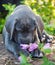 Gray Great Dane dog puppy sniffs a flower outdoor