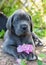 Gray Great Dane dog puppy sniffs a flower outdoor