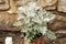 Gray green leaves of cineraria in macro. Exotic dusty miller plant close-up. Natural background of cineraria maritima. Silver dust