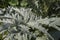 Gray green leaves of Cynara cardunculus plant