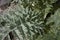 Gray green leaves of Cynara cardunculus plant