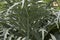 Gray green leaves of Cynara cardunculus plant