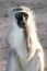 Gray green vervet monkey