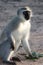 Gray green vervet monkey