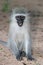 Gray green vervet monkey