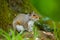 A gray ground squirrel on a branch with blurred background