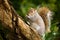 A gray ground squirrel on a branch eating, blurred background