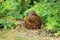 Gray guinea pig