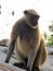 gray hair colour monkey langur indian village indian village langur monkey