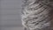 Gray hair on a man's head. Macro shallow depth of field shot of greying blond hair