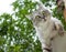 Gray haircut cat climb on the green background