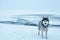 A gray-haired husky breed dog stands near the sea frozen in winter