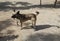 Gray-haired male dog standing on a concrete road, and yawning out while, i was taking photo