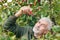 The gray-haired man likes to collect ripe hawthorn