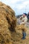 The gray-haired man puts the hay on a haystack