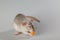 A gray-haired rat eats cheese. Rodent  on a gray background. Animal portrait for cutting and lettering