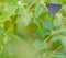 Gray Hairstreak