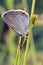 Gray Hairstreak Butterfly