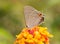 Gray Hairstreak butterfly on a bright red and yellow Lantana flower
