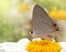 Gray Hairstreak butterfly on a Shasta Daisy flower