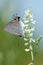 Gray Hairstreak Butterfly, Strymon melinus