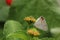 Gray Hairstreak Butterfly - Strymon melinus on Lantana Close up