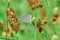 Gray Hairstreak Butterfly Strymon melinus on a Mexican Hat, Upright Prairie Coneflower